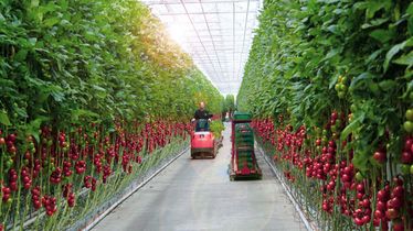 Gemüsering Eigene Produktion: Tomatenanbau in der Gemüseproduktion Felgentreu